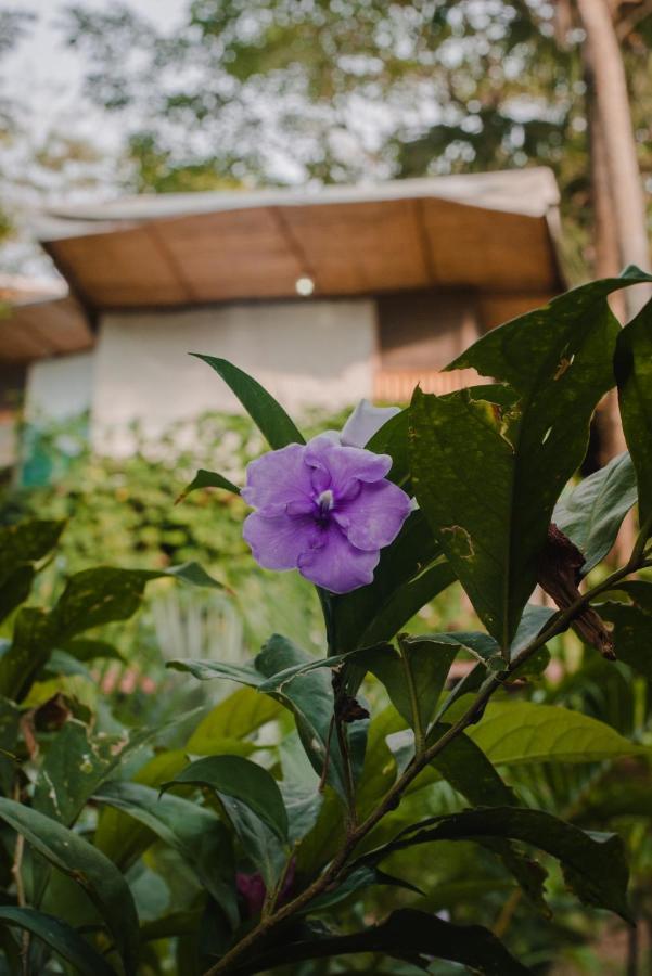 Serrano Tayrona Lodge Эль-Саино Экстерьер фото